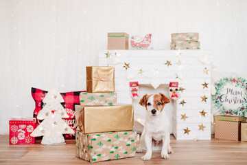 cute jack russell dog sitting by presents boxes over christmas decoration at home or studio. Christmas time, pets indoors
