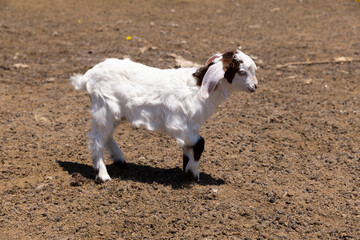 Baby goat standing