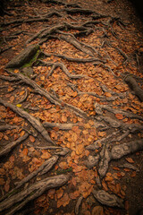 wood texture the Kamnitzklamm in autumn czech