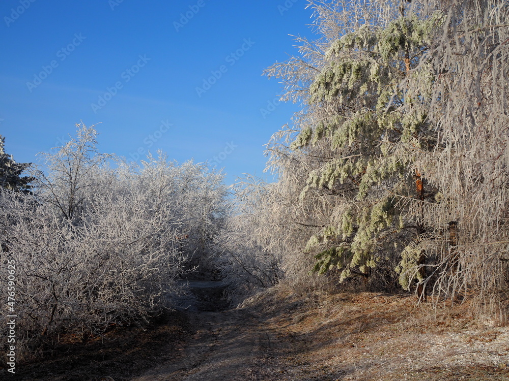 Wall mural Mountain forest covered with snow