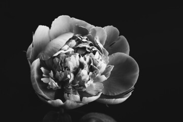 Pink peony in a glass vase isolated on white background. Floral card design © MariiaDemchenko