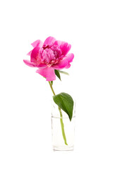 Pink peony in a glass vase isolated on white background. Floral card design