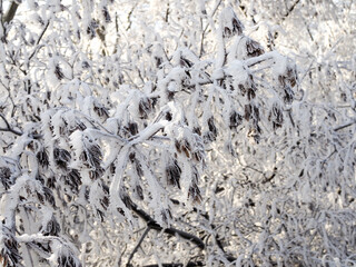 Snow-covered maple seeds in rows, closeup, winter forest