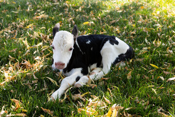 Young calf is grazed in a meadow