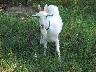 Fototapeta premium white goat grazes in the summer in the village on a leash