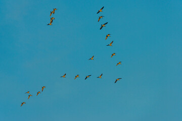 Flock of geese flying in a blue sky  in bright sunlight at sunrise in winter, Almere, Flevoland, The Netherlands, December 22, 2021