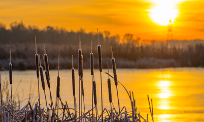 Frosty reed along the edge of a frozen lake in sunlight at sunrise in winter, Almere, Flevoland,...