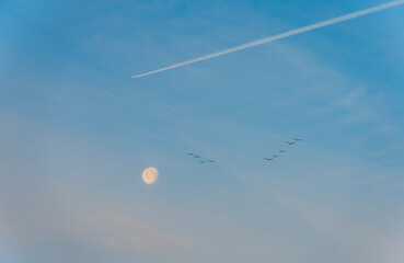 Flock of geese flying in a blue sky along the moon in bright sunlight at sunrise in winter, Almere, Flevoland, The Netherlands, December 22, 2021