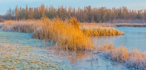 Frosty reed along the edge of a frozen lake in sunlight at sunrise in winter, Almere, Flevoland, The Netherlands, December 22, 2021