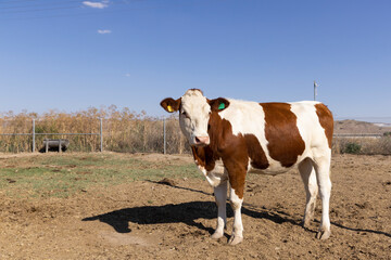 a simental cow grazing