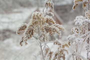 frost on the grass