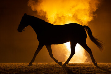 Silhouette of a trotting big Horse in a orange smokey atmosphere. A bright lamp lights the smoke behind the horse