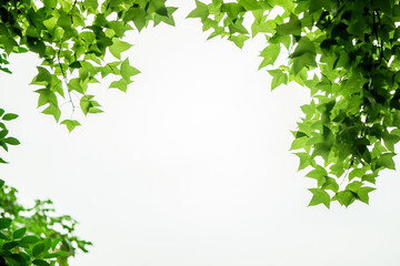 Spring leaves of maple tree isolated on white background