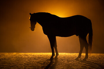 Silhouette of a standig and looking big Horse in a orange smokey atmosphere. A bright lamp behind the horse gives a aura around the horse.