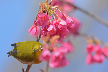桜とメジロ