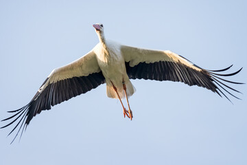 Close up of a White Stork with wings spread flying directly overhead