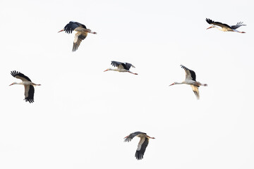 Flock of White Storks flying across the sky