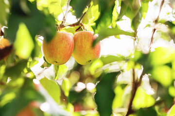 Organic apples hanging from tree branch in orchard
