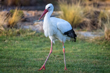 Close of a White Stork striding across field of grass