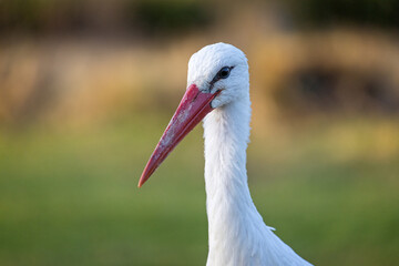 Close up of head of a White Stork with large red beak
