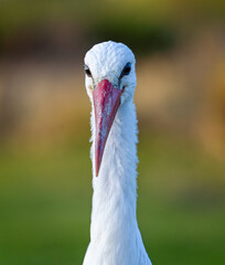 Close up of head of a White Stork with large red beak