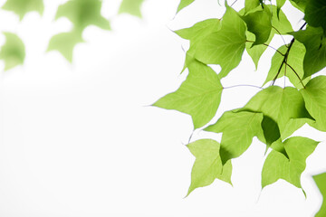 Obraz premium In spring, the green maple leaves background. Can be used as a border, a frame, and a wallpaper