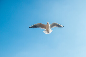 Photos of seagulls flying in the blue sky
