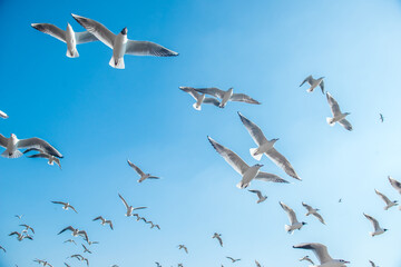 A group of seagulls flying in the blue sky