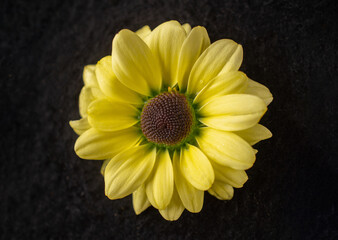 Studio shot of flower on a black background. Macro shoot.