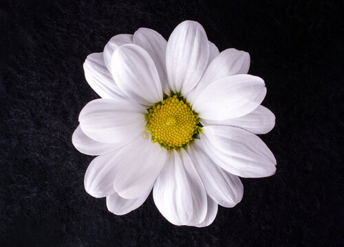 Studio shot of flower on black background. Flat lay, top view.