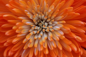 orange gerbera flower