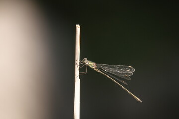 close up of a dragonfly