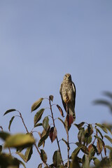 hawk on a branch