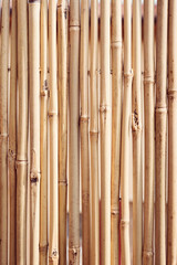 Bamboo Canes On A Terrace