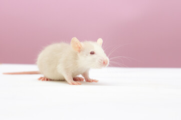 white dumbo rat play on pink background