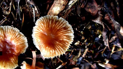 planta cogumelo 