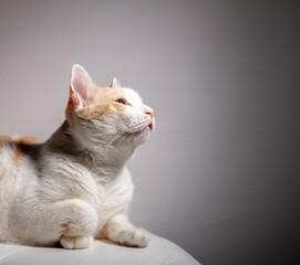 Studio portrait of a cute adult cat looking up.