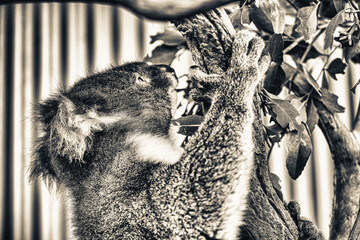 Beautiful koala relaxing on the Eucalyptus tree against blue sky