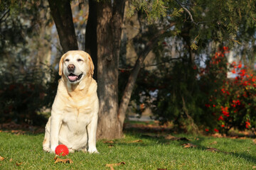 Yellow Labrador with ball in park on sunny day
