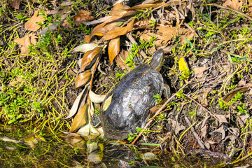 Water turtle closeup basking in the sun near the surface of the water