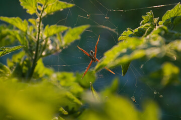 spider waiting for insect to stuck in his web during beautiful evening. 