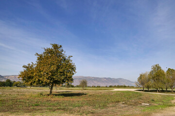 Thickets of papyrus against the background of mountains and blue sky. Agamon Hula. Israel