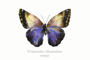 Vector butterfly in watercolour illustration on a white background