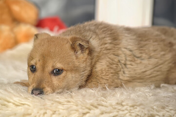 cute little beige puppy pooch