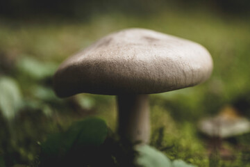 mushroom in the forest
