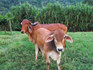cow in the field