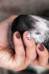 chocolate brown gel polish on women's nails; a woman's neat hand is placed on the dog's muzzle; the concept of female manicure and grooming salons for animals; self-care and dog; vertical photo