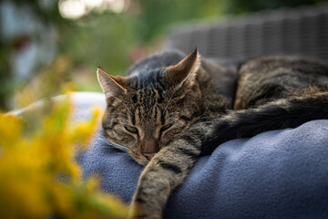 relaxte Miezen
