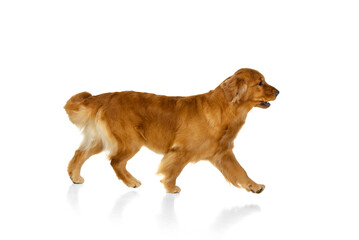 Portrait of purebred dog, Golden retriever posing isolated over white studio background. Concept of beauty, pets love, animal life.