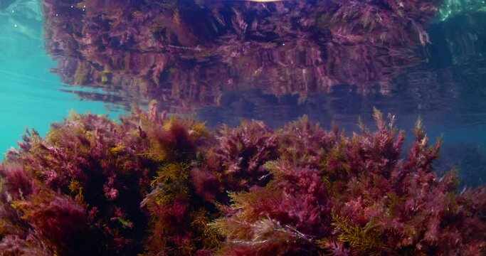 Underwater view with red seaweed in transparent blue sea